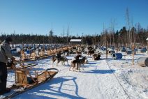 You will be met by approximately 250 dogs!